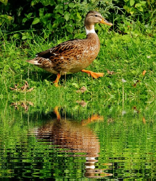 duck water bird water