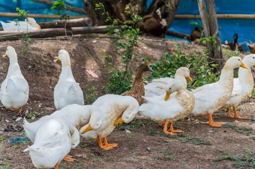 duck thailand field