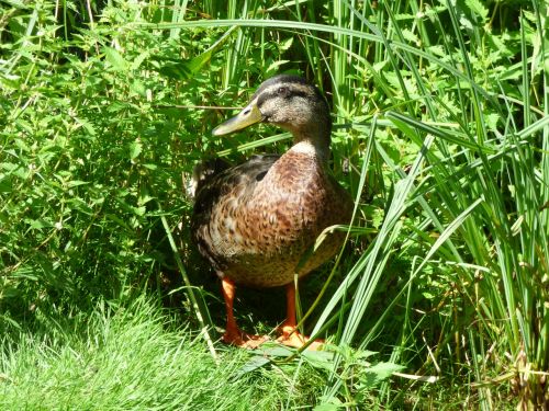 duck mallard hidden