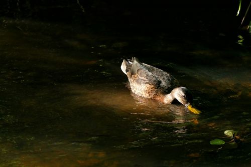 duck pond waters