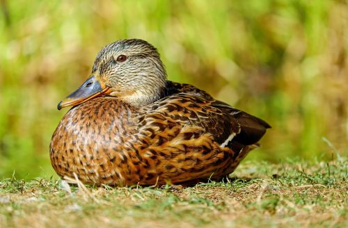 duck water bird lying
