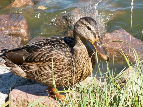 duck animal water