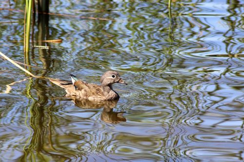 duck gadwall water bird