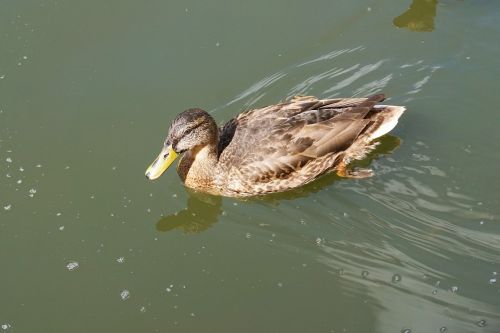 duck pond water