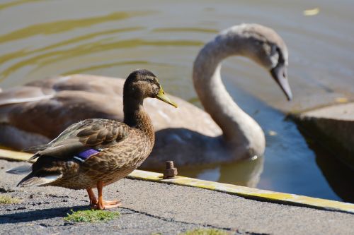 duck mallard swan