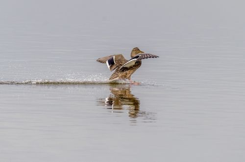 duck nature gliding