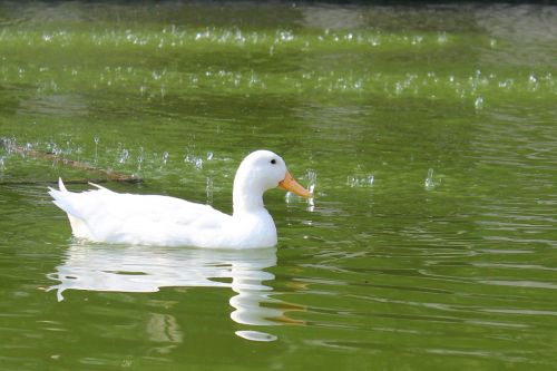 duck bird white