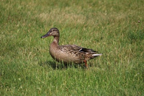 duck meadow bird