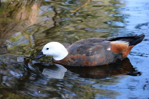 duck pond bird