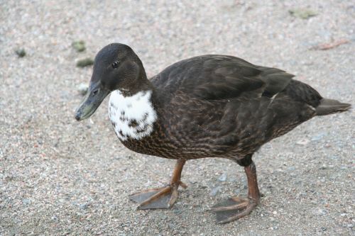 duck mallard bird