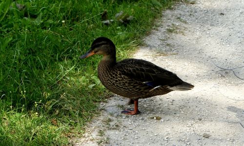 duck grass nature