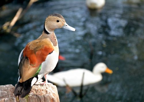 duck swimming water