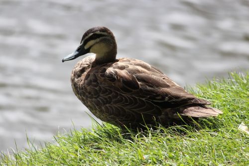duck bird lake