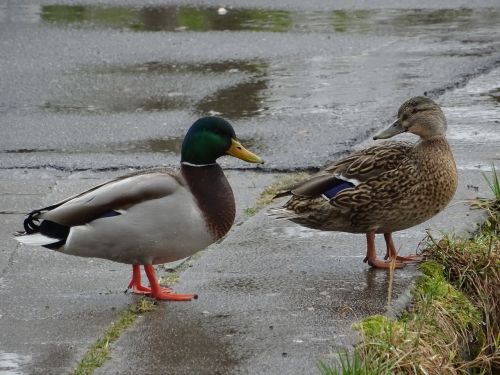 duck pair of ducks pair