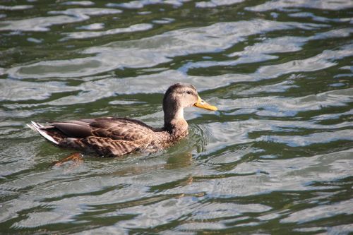 duck female plumage