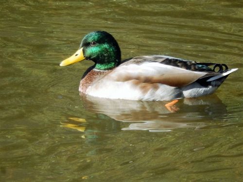 duck mare nature