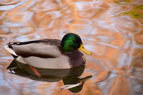 duck water animal