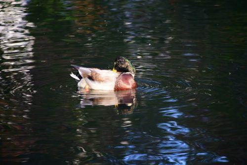 duck lake water