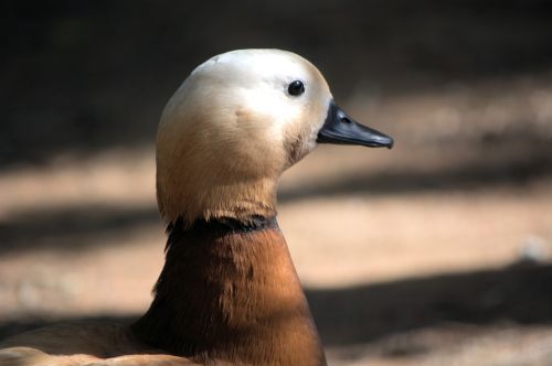 duck brown and white water