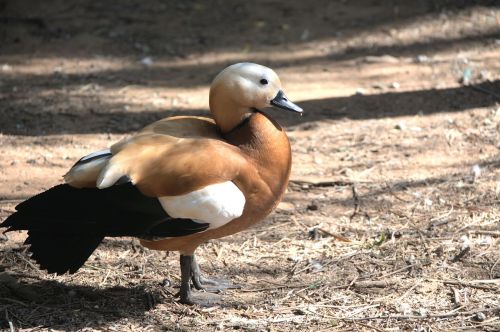 duck water bird feathered