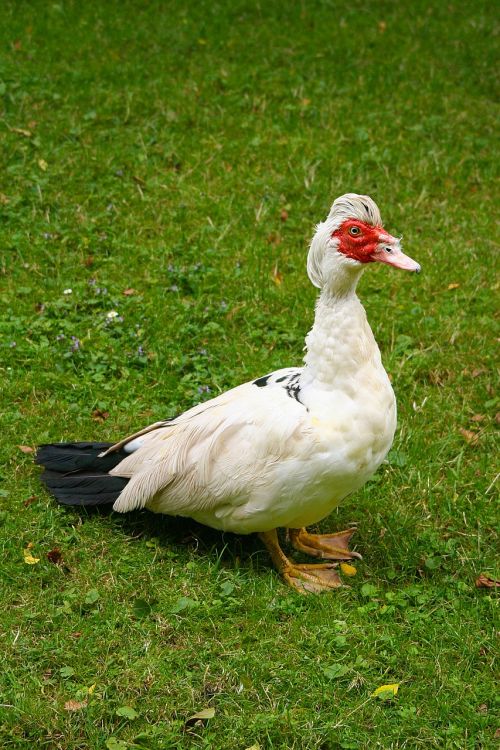 duck portrait old duck