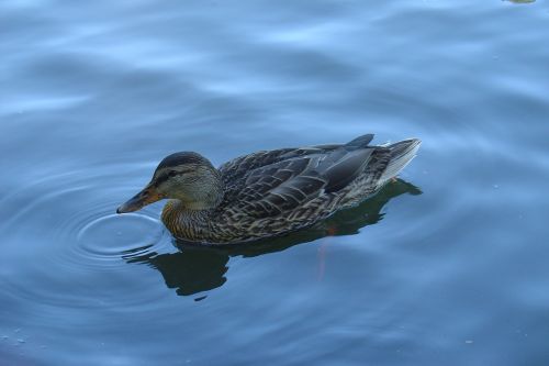 duck lake bird