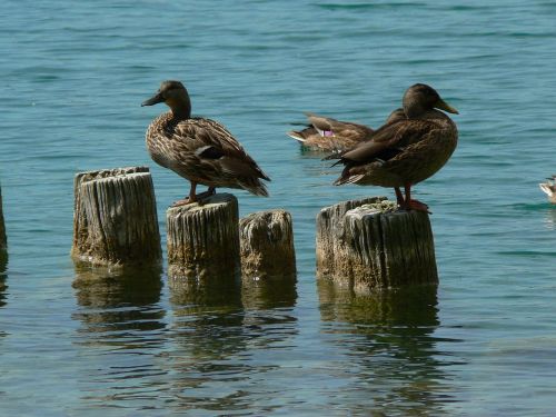 ducks lake fauna