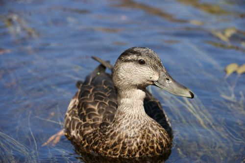 duck bird swimming