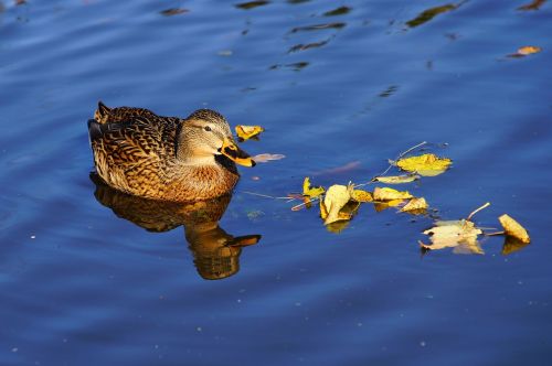 duck female bird