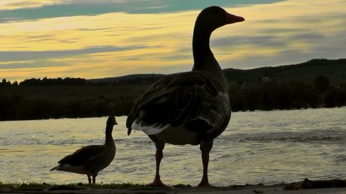 duck bird abendstimmung