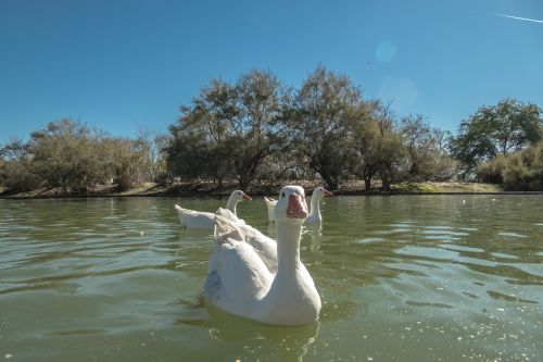 duck swan fish