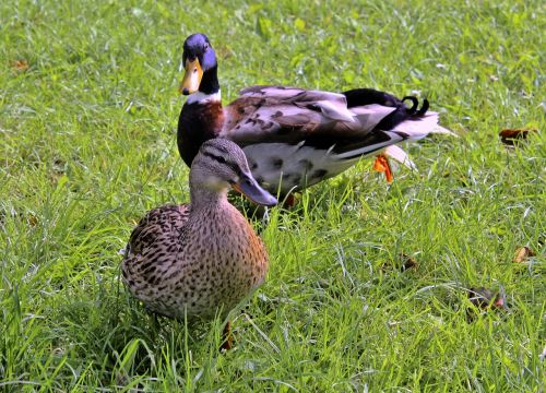 duck animal couple