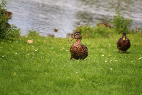 duck mallard meadow