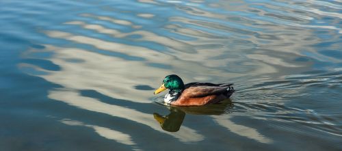 duck lake nature