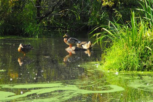 duck nature lake