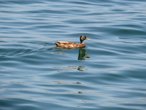 duck water lake constance