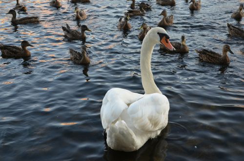 duck goose water