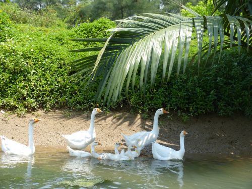 duck geese lake