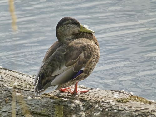 duck water bird feathered