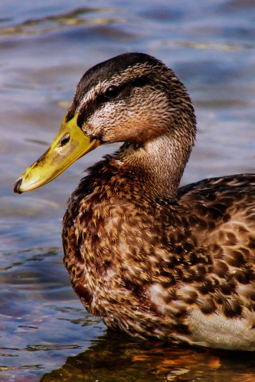 duck mallard water bird