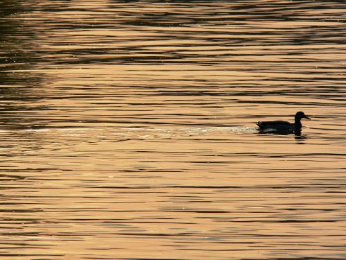 duck danube sunset