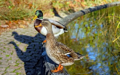 duck water bird poultry