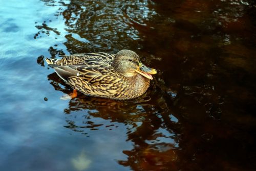 duck bird water bird