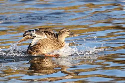 duck waterlanding water