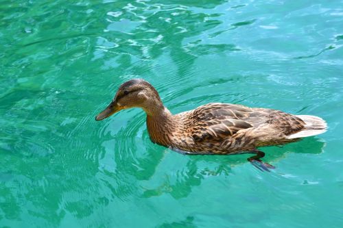 duck duck bird duck swimming