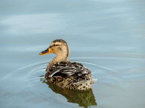 duck animals water