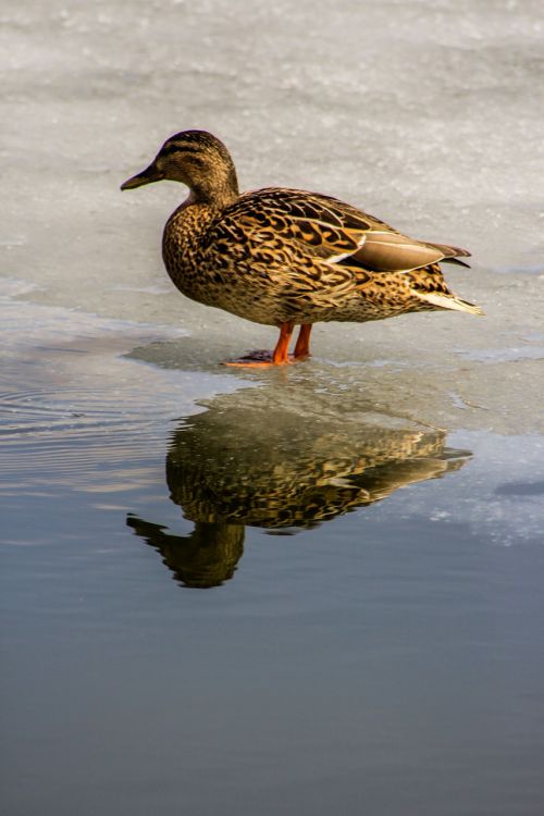 duck animals water