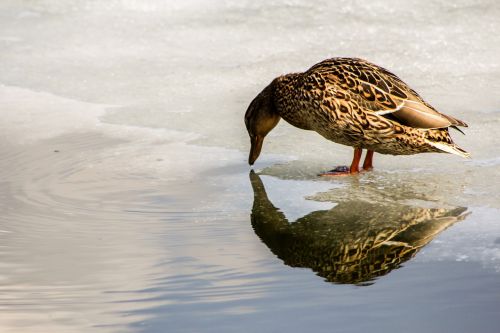 duck animals water