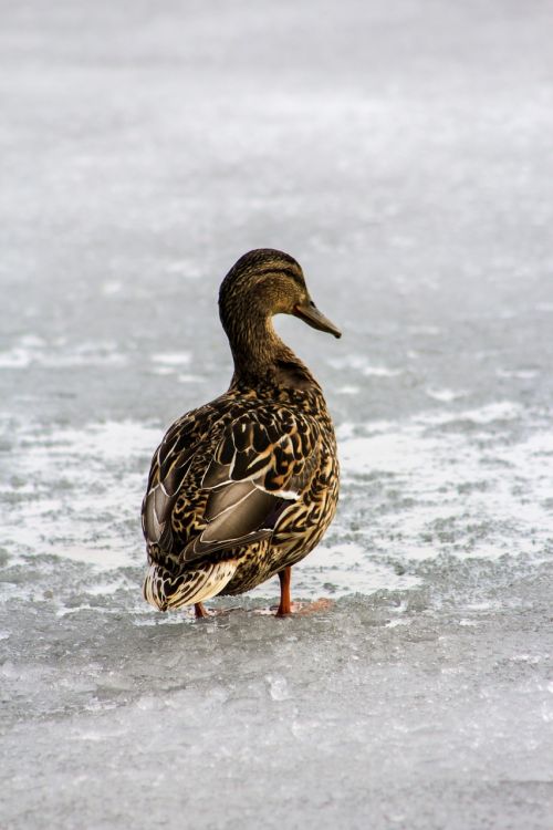 duck animals water