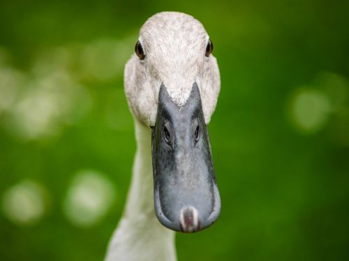 duck indian runner bird